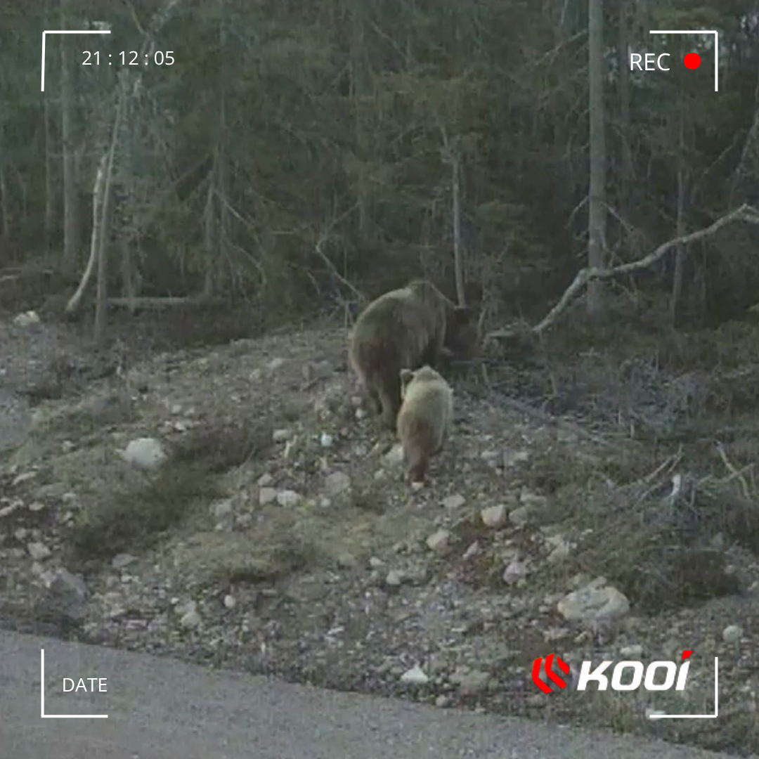 Fausse alarme, détection d'animaux sur chantier